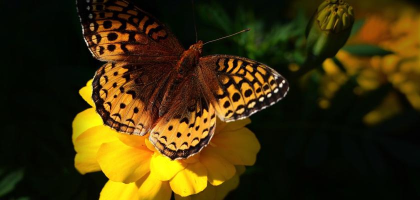 butterfly